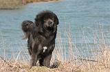 DOGUE DU TIBET 156